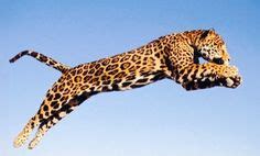 Jumping Jaguar Parimatch